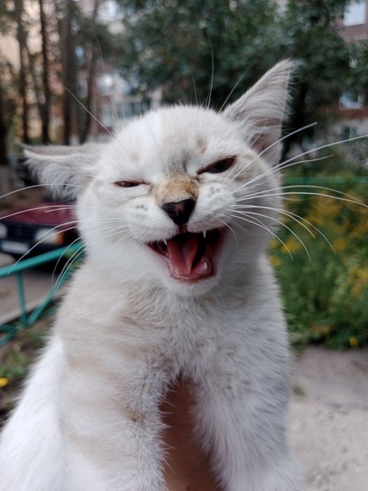 Котенок девочка Юми 2 месяца