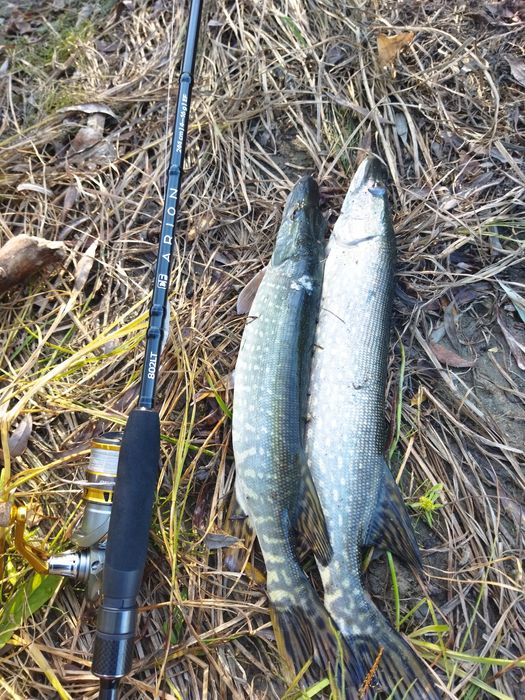 Спиннинг CF Arion 802 LT.