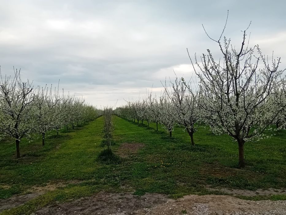 Livada pruni altoiti, anul 5 cultura