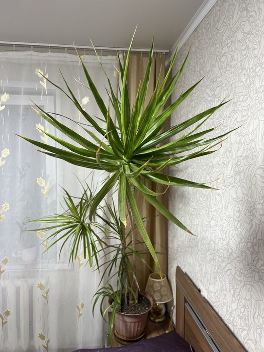 Драцена окаймленная (marginata)