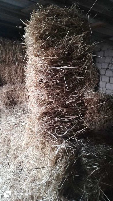 Буғдой сомон прес сотилади 80-90 смли.