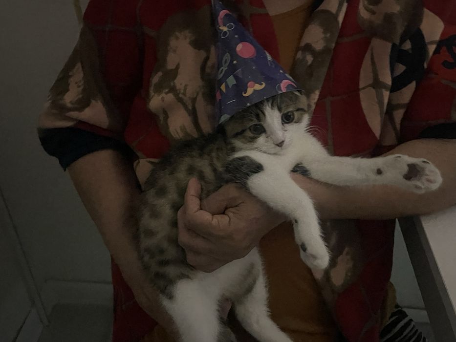 Кот на связку ищем девушку