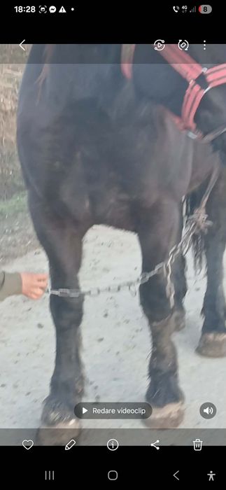 De vzare Mânzâ de 4 ani de mai múlté detali telefoni