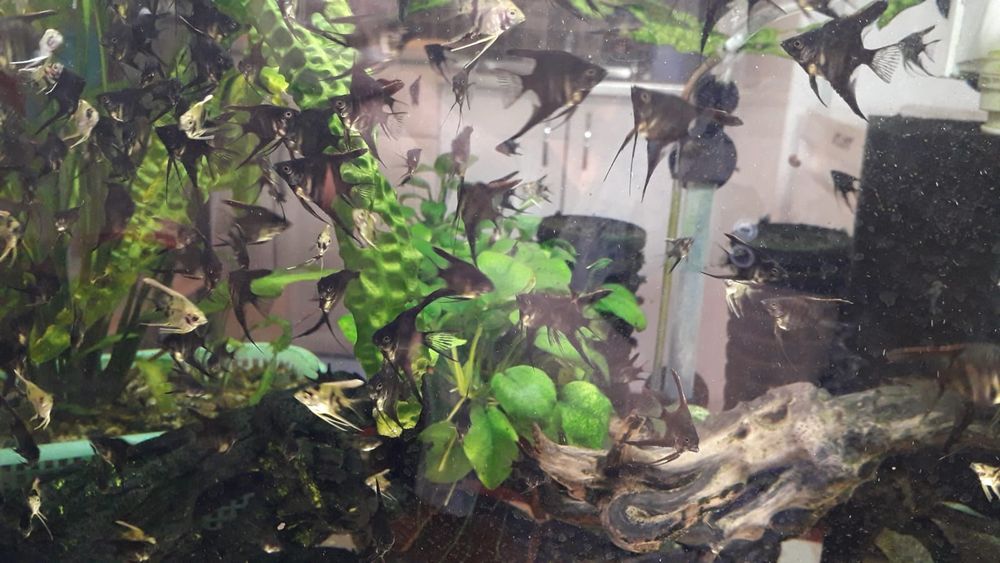 Скалярии "черный мрамор"