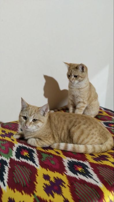 Mushuklar hadiya qilinadi