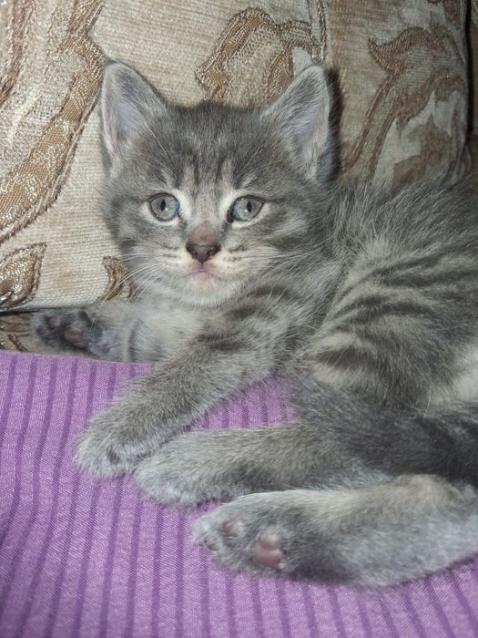 Отдам милейших котят