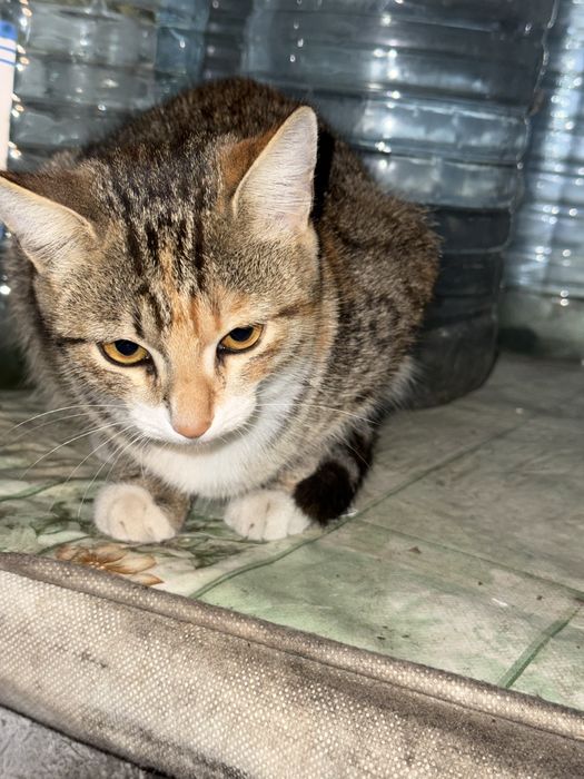Отдам умных котят в добрые руки