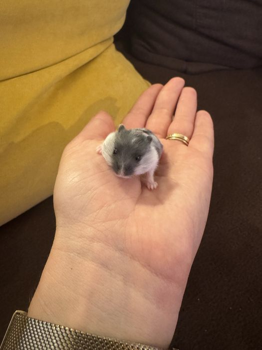 Vand Hamster pitic