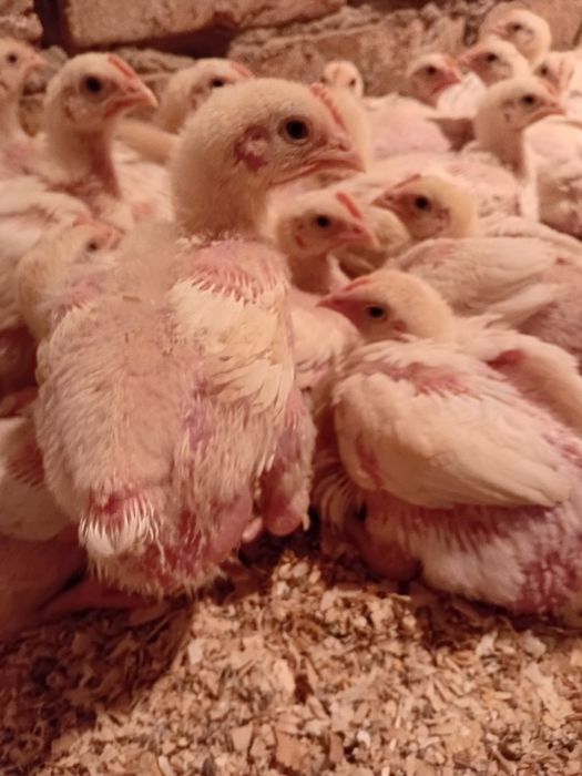 Продаётся цыплят бройлеры