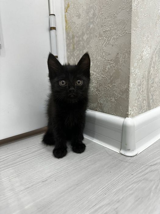 Отдам в добрые ручки чистеньких домашгих котят