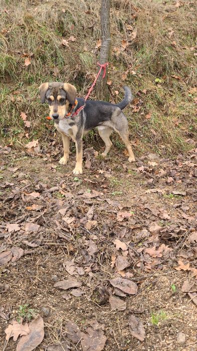 Câine de vânătoare