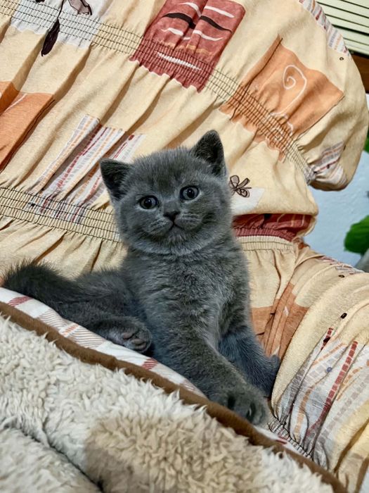 Британска късокосместа