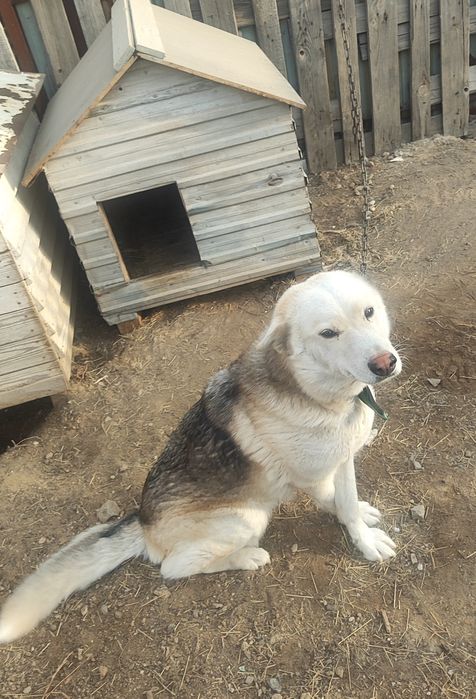 Отдам в хорошие руки