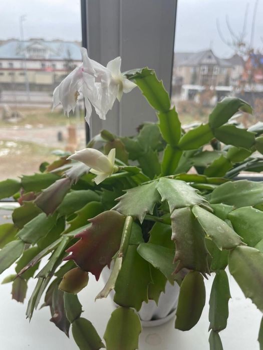 Продам комнатные растения