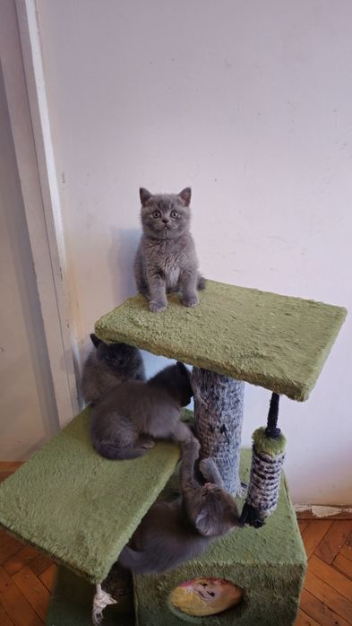 Британска късокосместа