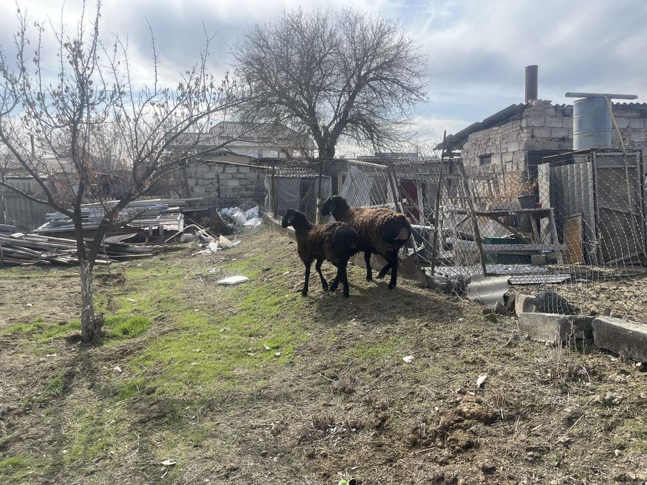 Қошқар кошкар семіз биай жеп тұрған