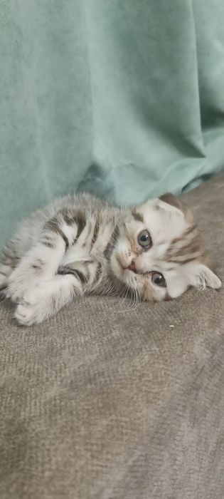 Продам шотландских котят