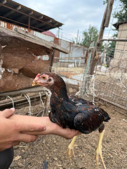 Продам дакан 2ай 14 күн