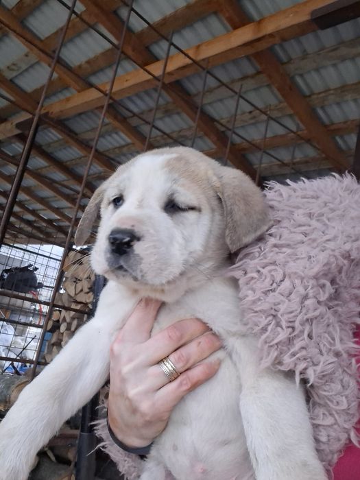 Ciobanesc asia centrala