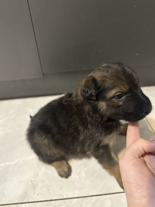 Щенки 3 недели малчики