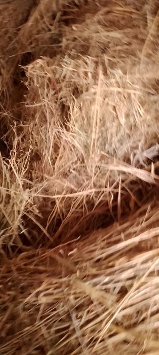 Dagʻal xashak chorva mollari uchun xas !