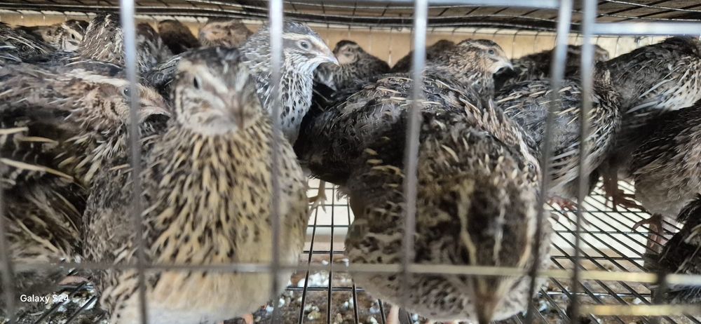 Vând prepelite și ouă de prepelite