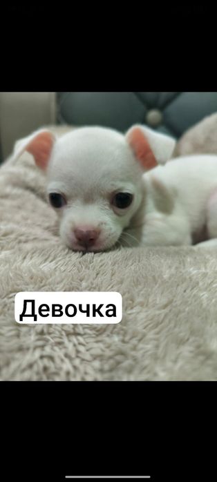 Продаются мини чихуахуа
