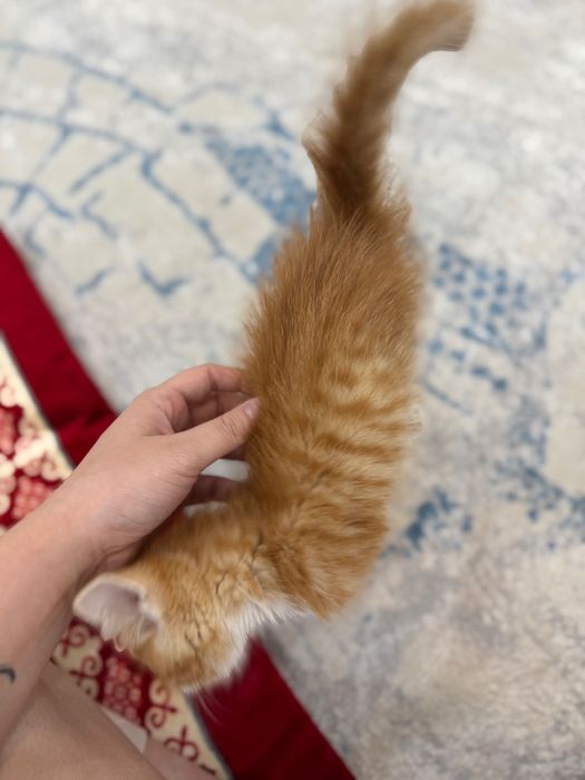 Отдадим Котенка с подарками