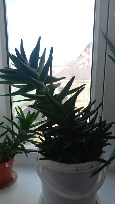 алое вера гулдери сатылады