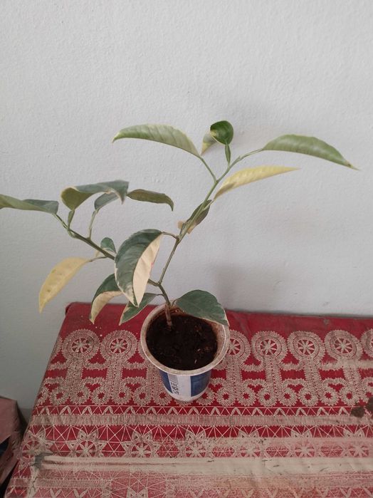 Апельсиновое дерево