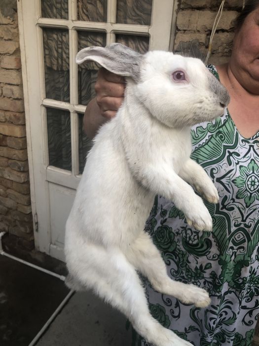 Заяц белый домашний