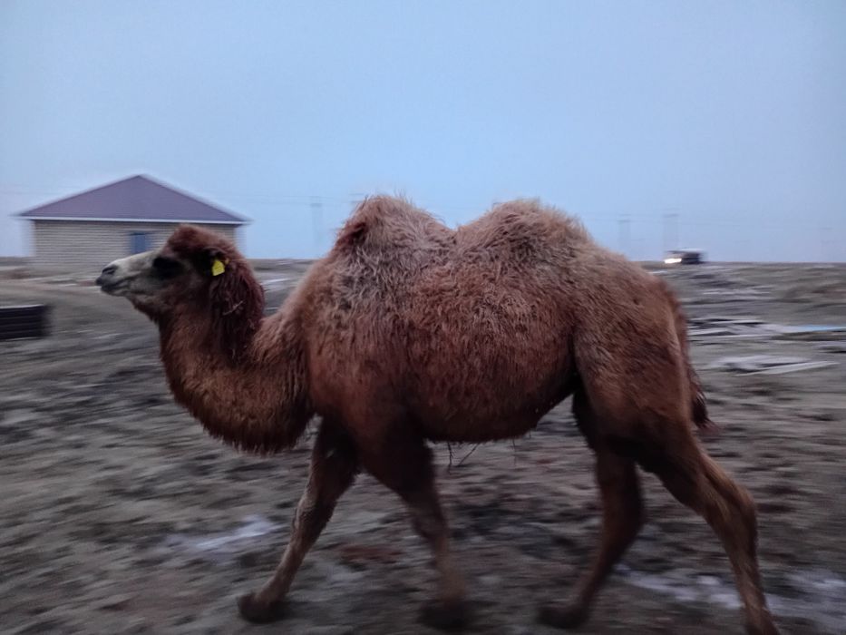 Түйелер сатылады