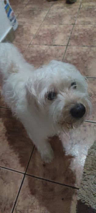 Plimb căței / Dog Walking în zona Aleea Băiuț - Am experiență proprie