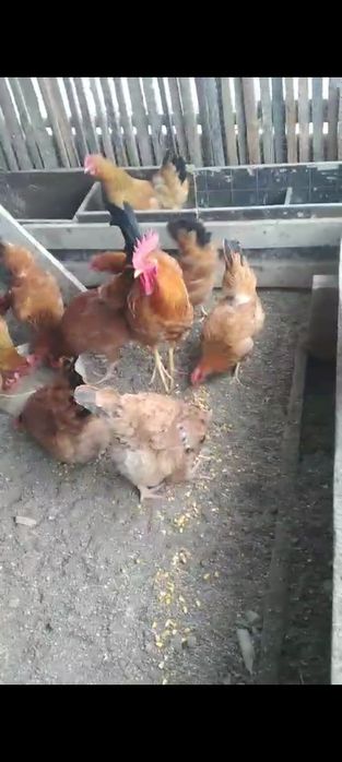 Кучйн тауықтары бар сатылады.