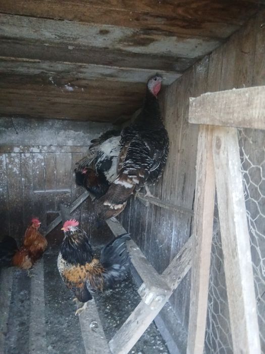 Desființez crescatorie de păsări