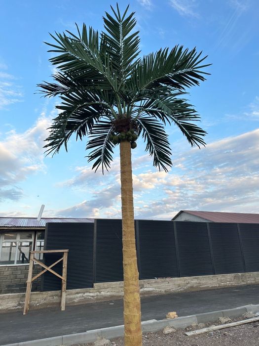 Пальма бассейн дом сад газон кокос дерево