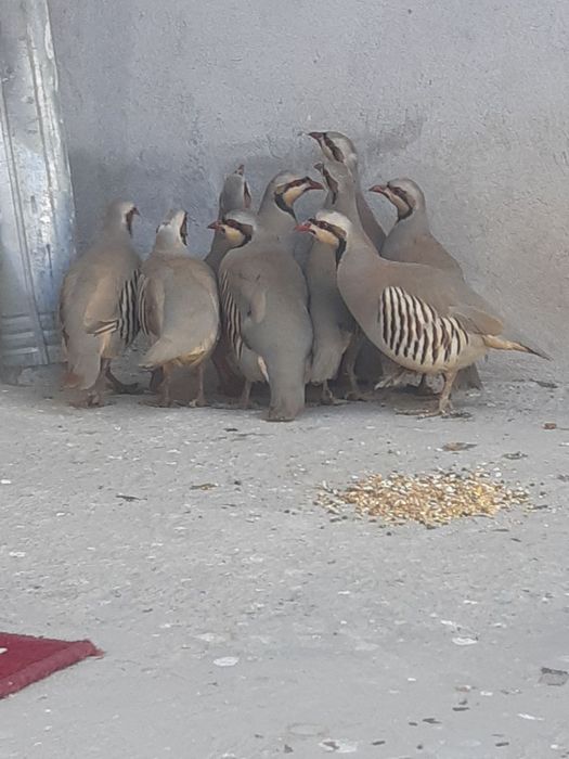 Какликлар сотилади