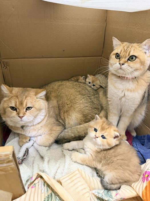 Britanski zolotisti shinshilla sotiladi bolalari