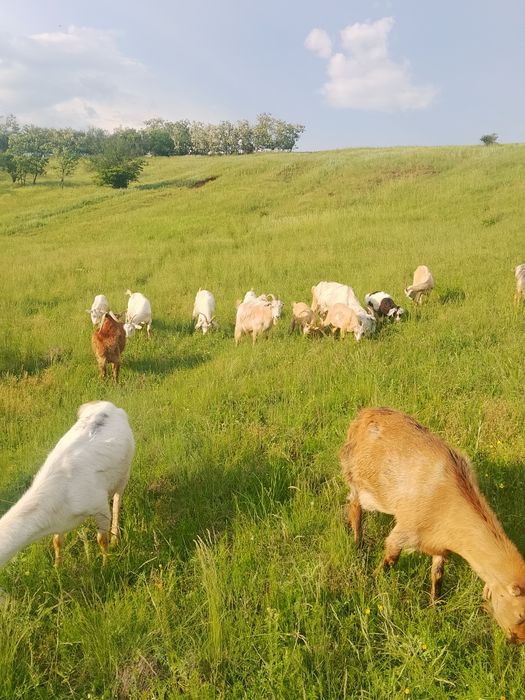 Vind în jur de 20 de capre toate tinere și mulgatoare fără sterpe.