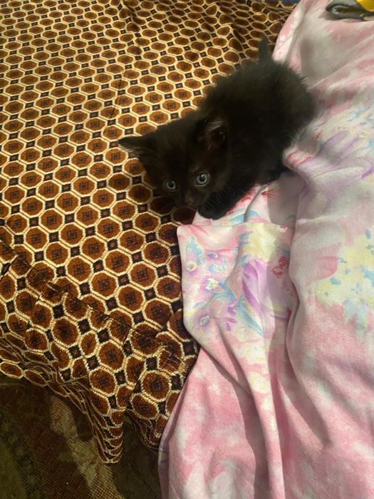 Отдам котят в добрые руки