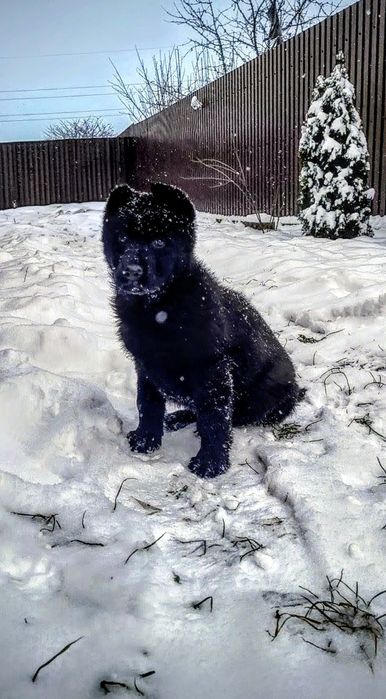 Femela Ciobanesc german, negru, pedigree, 2 luni
