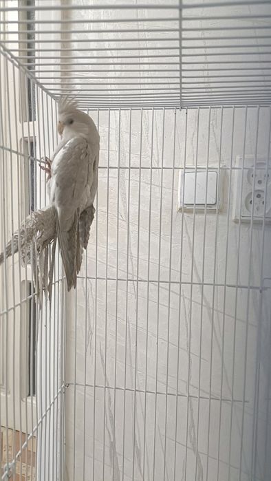 Папугай сатылады