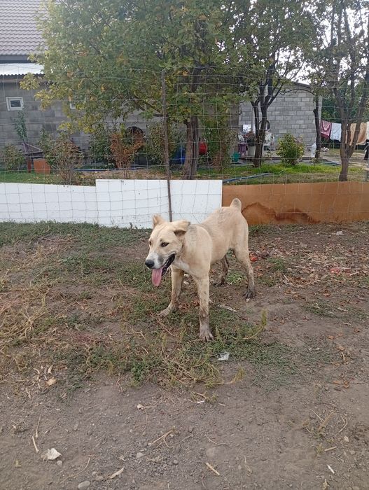 Продам Алабай кр
