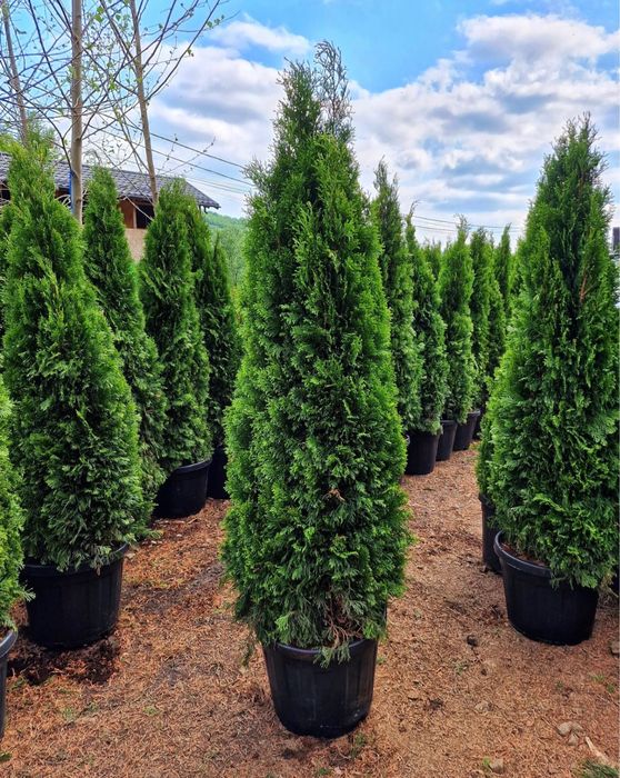 Tuia smaralgd  super pret , super calitate !