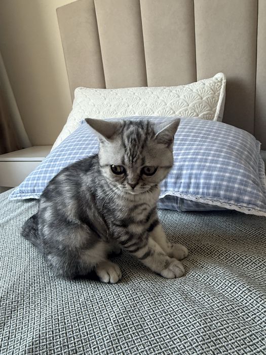 Продам котенка шотланец