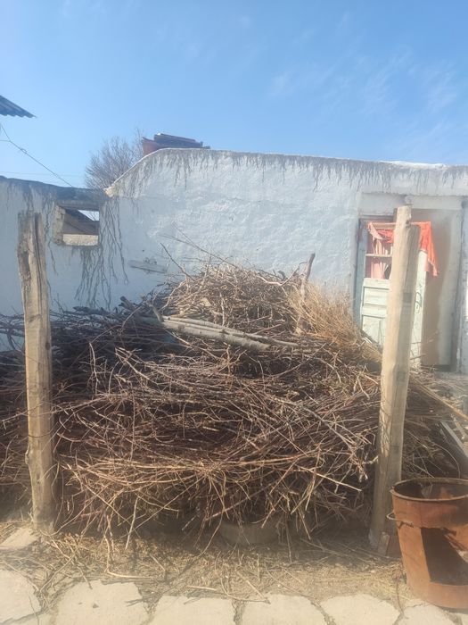 Урик дарахти Утинлари сотилади орасида гилос хам бор