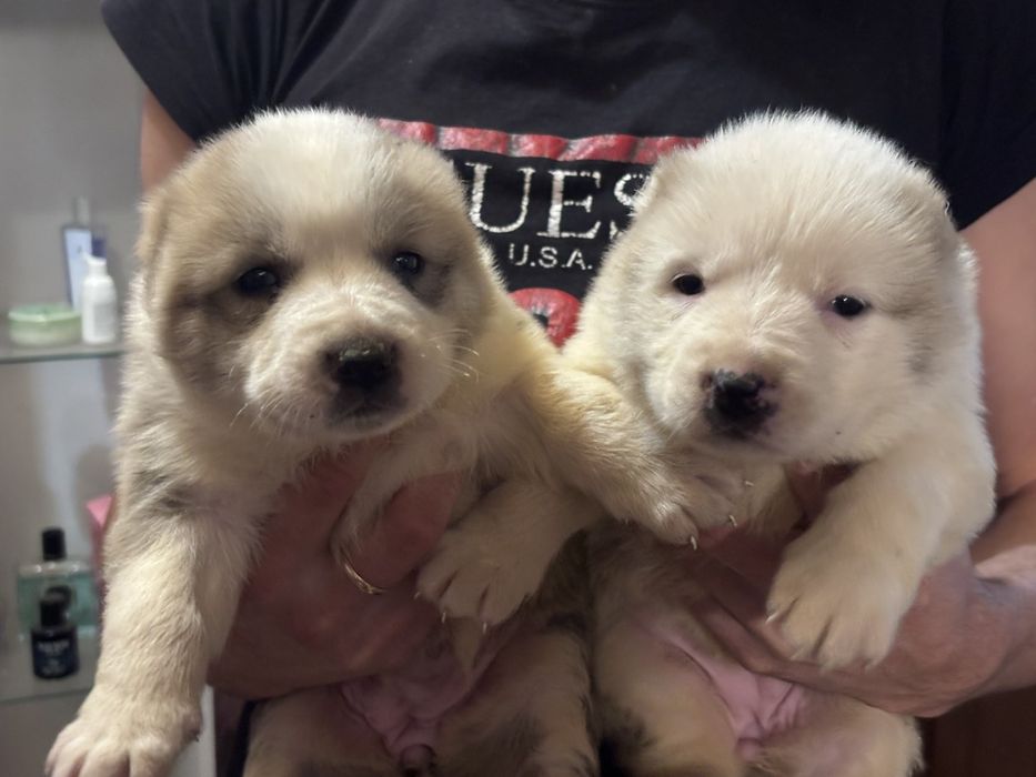 Продавам алабайчета