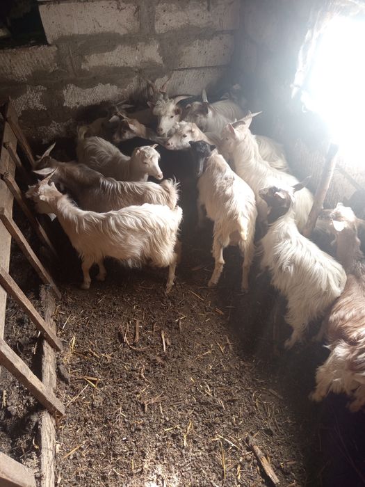 Țapi de vânzare.