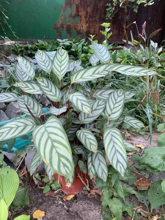 Продам комнатные цветы