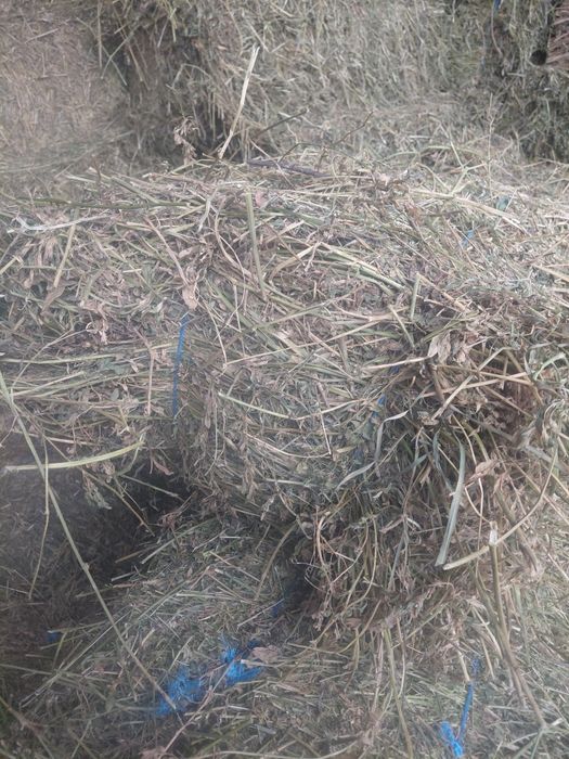 Baloți de lucernă se vânzare